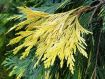 Calocedrus