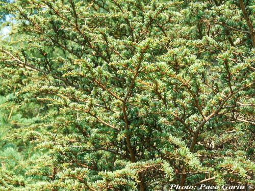 Cedrus libani var. brevifolia 