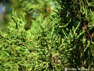Juniperus bermudiana