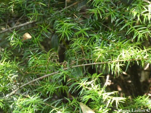 Nothotsuga longibracteata  