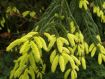 Picea