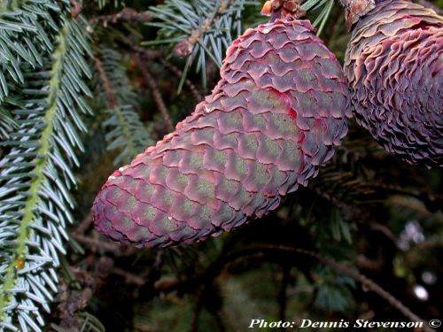 Picea likiangensis var. rubescens