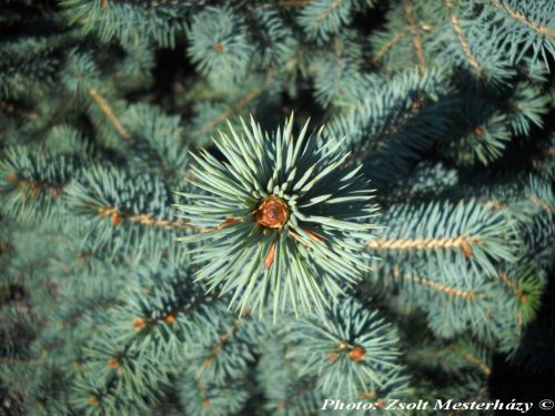 Picea chihuahuana