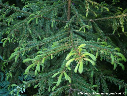 Picea koraiensis