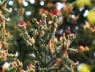 Picea koyamae