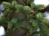  - Zum Vergrößern anklicken