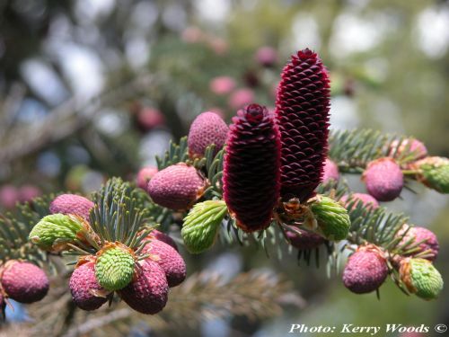 Picea likiangensis