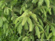 Picea smithiana
