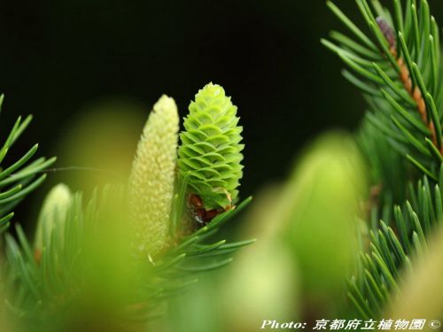 Picea torano
