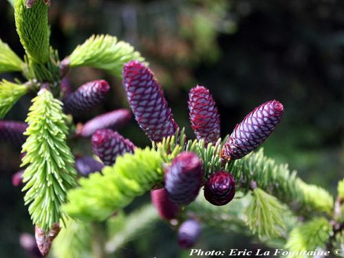 Picea wilsonii