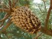 Pinus