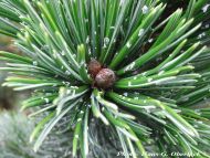 Pinus aristata