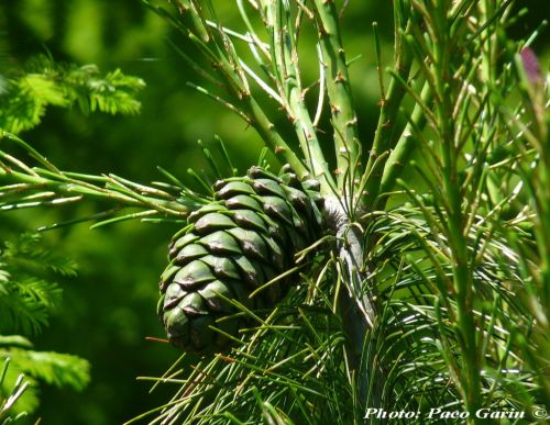 Pinus armandii