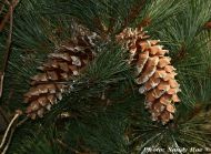 Pinus ayacahuite