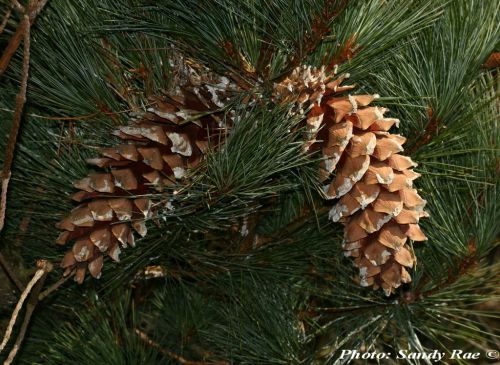 Pinus ayacahuite