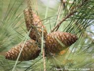 Pinus brutia var. pityusa