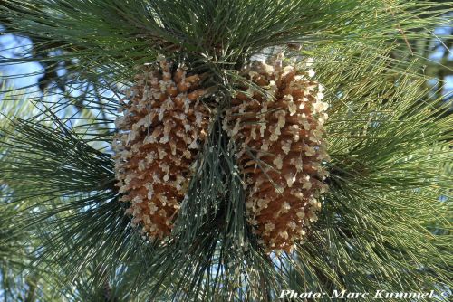 Pinus coulteri