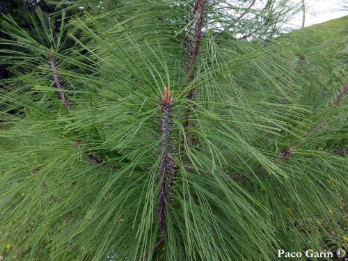 Pinus durangensis