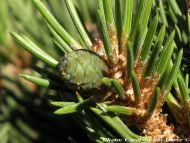 Pinus edulis