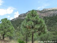 Pinus engelmannii 