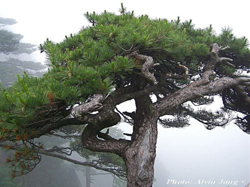 Pinus hwangshanensis