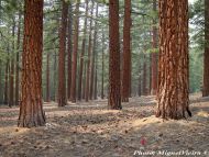 Pinus jeffreyi