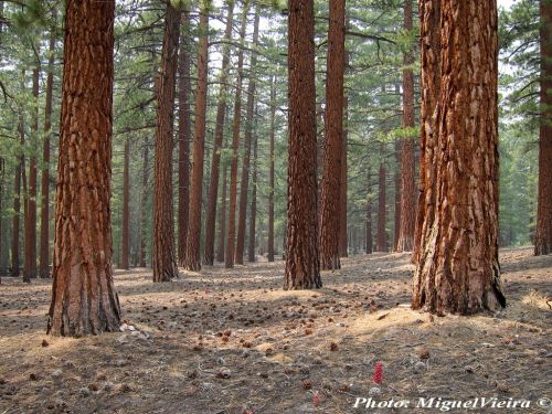 Pinus jeffreyi