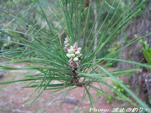 Pinus luchuensis
