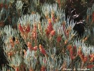 Pinus monophylla