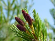Pinus monticola     