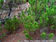 Pinus muricata