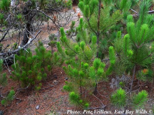Pinus muricata