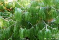 Pinus patula