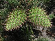 Pinus pungens