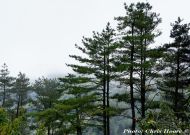 Pinus taiwanensis