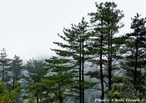 Pinus taiwanensis