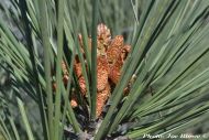 Pinus torreyana