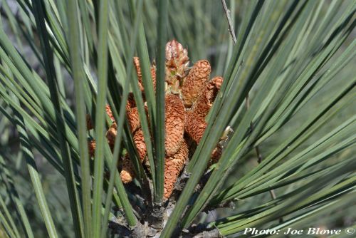 Pinus torreyana
