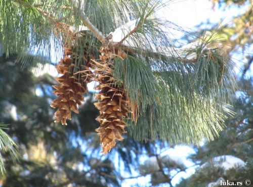 Pinus x holfordiana