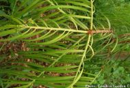 Torreya jackii 