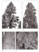 Abies pseudochensiensis baum - Zum Vergrößern anklicken