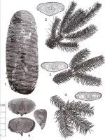 Abies pseudochensiensis - Zum Vergrößern anklicken