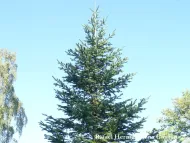 Abies sachalinensis var. mayriana