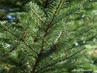 Abies veitchii var. sikokiana