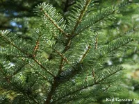 Abies veitchii var. sikokiana - Zum Vergrößern anklicken