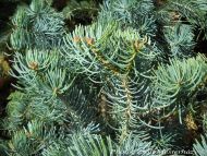 Abies concolor 'Compacta'