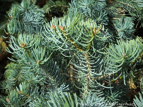Abies concolor 'Compacta'