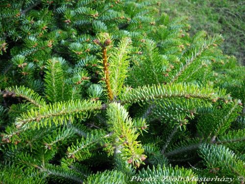 Abies nordmanniana 'Barabits Compact'