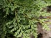 Austrocedrus