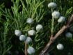 Juniperus